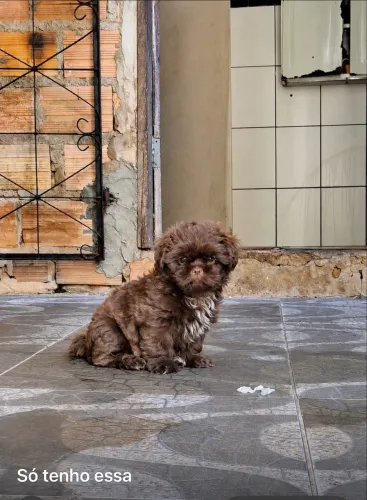 Filhote de shih tzu