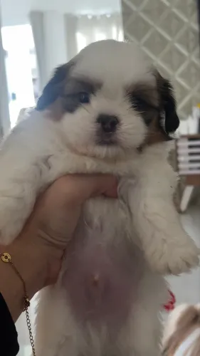Cachorro shitszu (misturado)