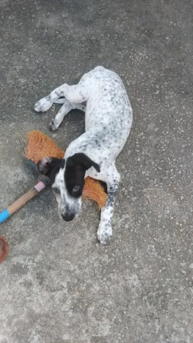 Cachorrinha dálmata com labrador 4 meses 
