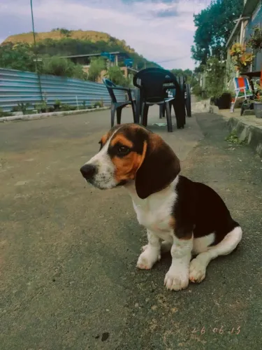 Vendo  Cachorro Beagle 