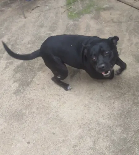 Staffordshire Bull terrier, adoção responsável.
