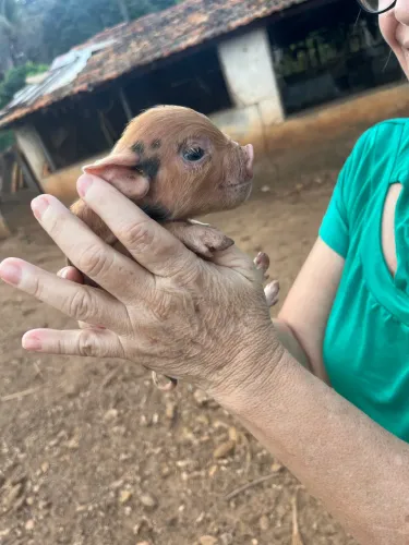 aVENDE SE FILHOTES DE MINI PIGS