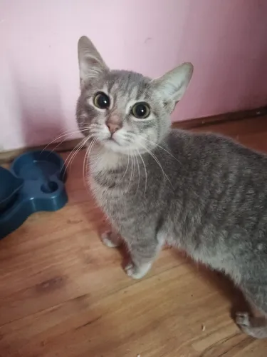 Gata fêmea adoção