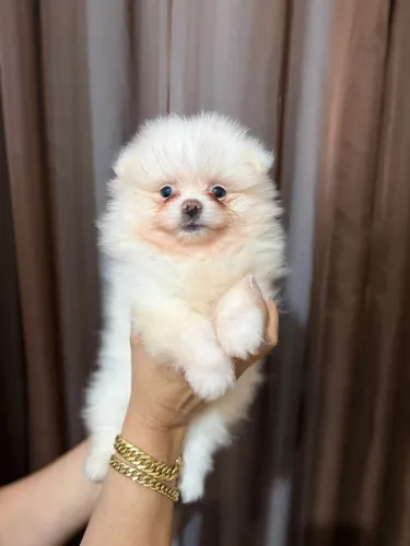 Spitz alemão fêmea