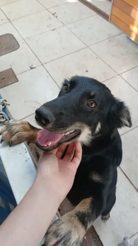 Belga malinois doação urgente chamar no zap