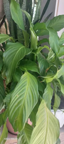 Plantas Nturais