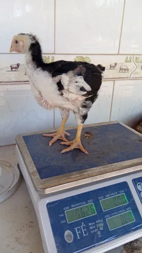 Pesagem com um mês.