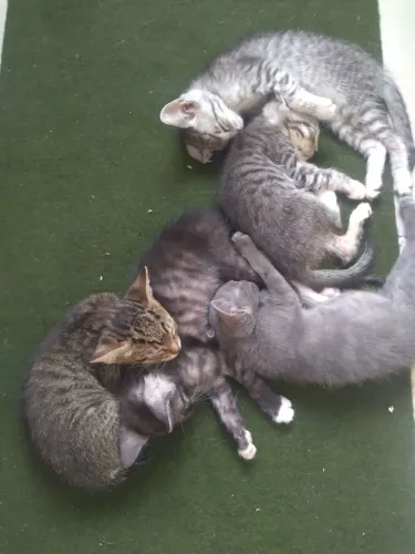 Doa se gatinhos em escala de cinza (adoção responsavel)