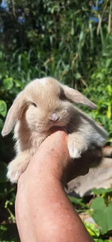 Mini coelhos lop