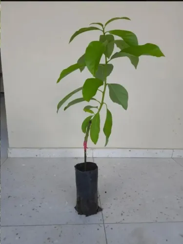 ? MUDAS DE ABACATE FORTUNA À VENDA!