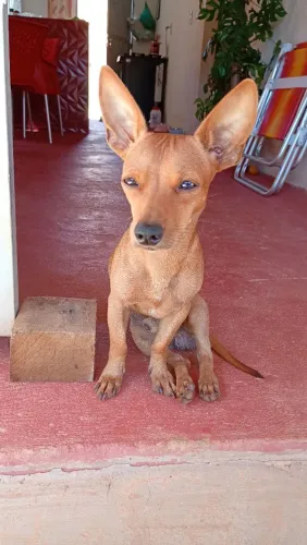 Cachorro Pincher para doação 