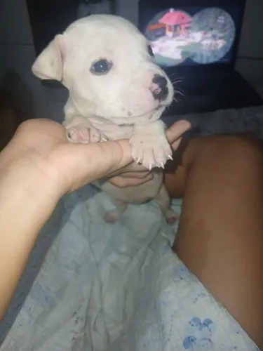 Vende cachorro