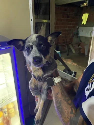 Blue Heeler 