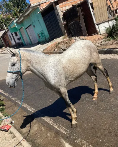 Égua tordilho pedrez 5 anos
