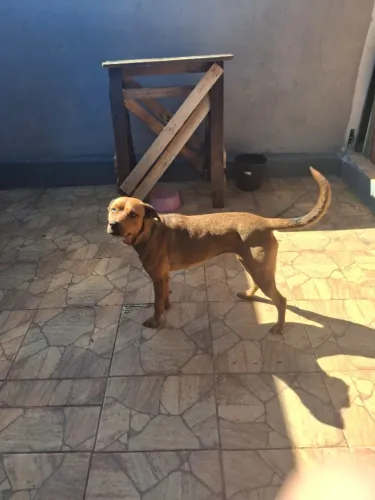 DOAÇÃO!!!ESTOU DOANDO UMA CADELA ROTWAILLER COM HASKEY COM 1 ANO E MEIO