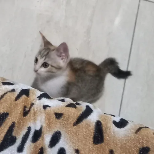 Doação de gatinha Tricolor (3 cores)