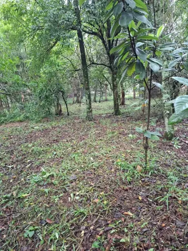 Terreno em Morungava