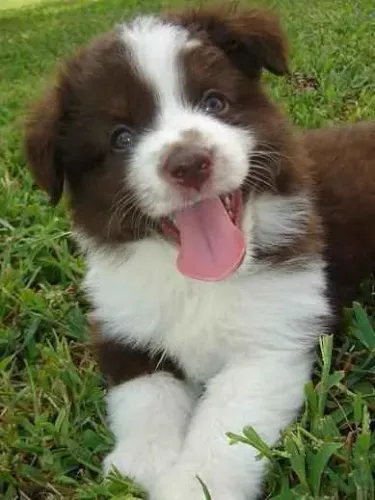 Filhote Border Collie, Eles estão prontos para te amar!