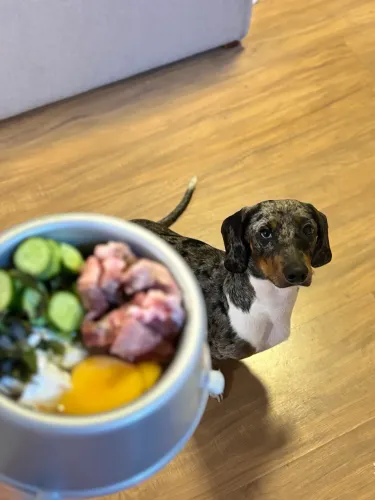 Basset Dachshund prata alerquim (mofadinho)