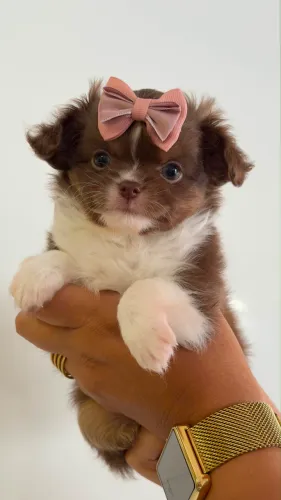 Chihuahua maravilhosa e perfeita
