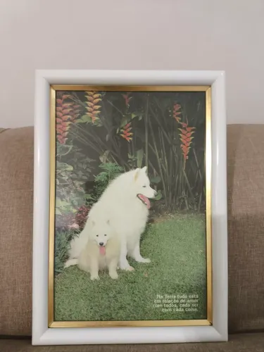 Quadro cachorro branco lindo 