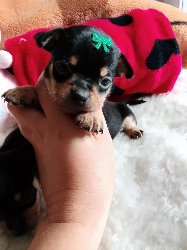 Pinscher machinhos