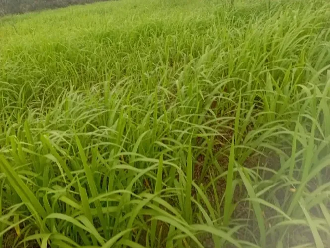 Fazenda 100 alqueires com 70% em pasto há 230 km de Belém do Pará