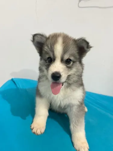 Cachorrinho Husky Siberiano parcelamos no cartão