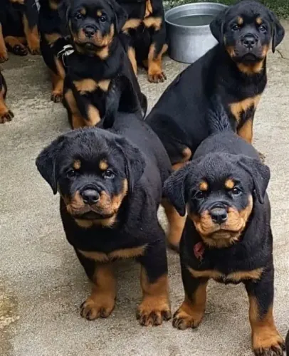 Filhotes de Rottweiler cara de bravo coração derretido ?