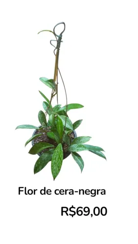 Flor de cera negra