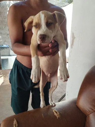 Vendo um filhote de Pitbull American terrier, motivo minha nova residência