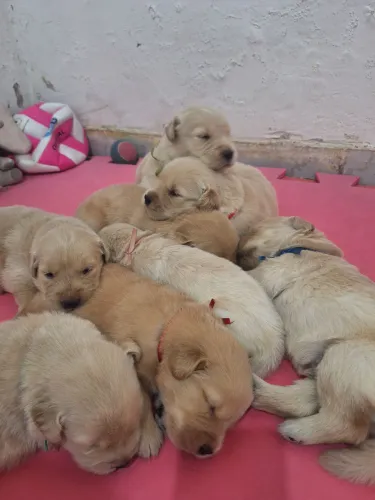 GOLDEN RETRIVER - ÚLTIMOS FILHOTES DISPONÍVEIS <3