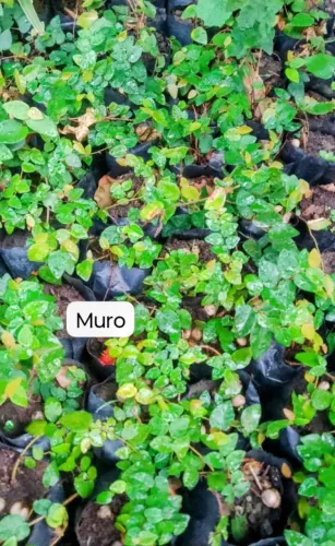 Muda de era de muro trepadeira 