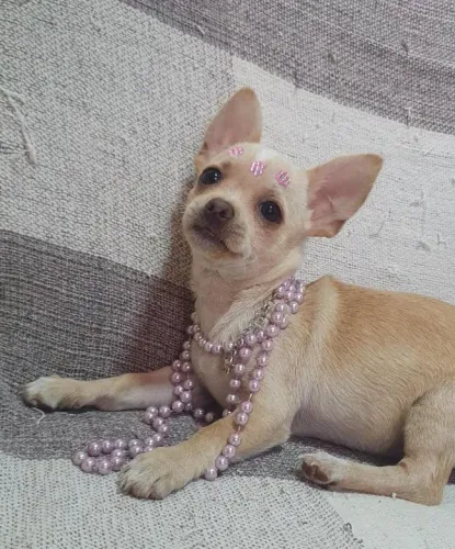 Chihuahua Branco Fêmea - Pequena, Amável e Aconchegante!