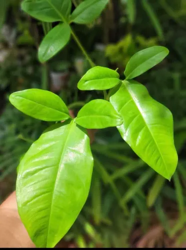 Mudas de planta, Singônio Coelho, Mudas ornamentais