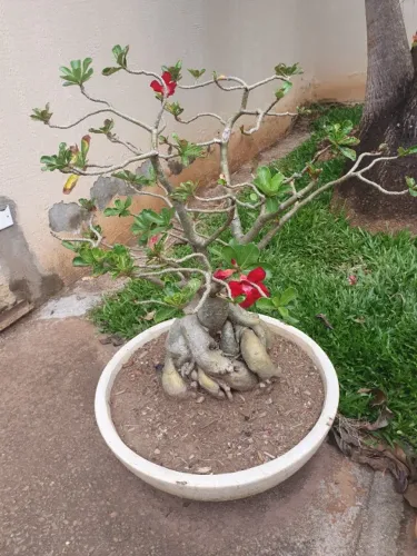 Rosa do Deserto 