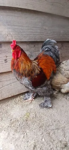 Galo Brahma Perdiz Azul