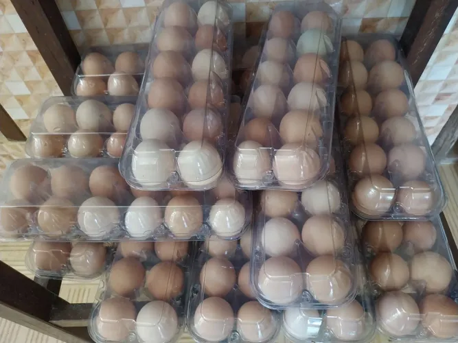 Ovos de galinha caipira