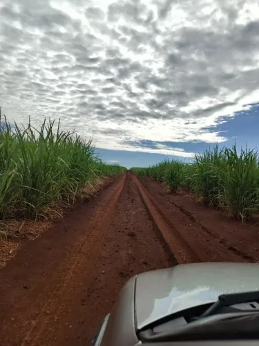 Propriedade de cana 35 alqueire