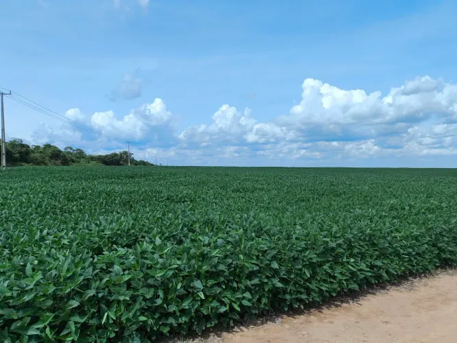 Fazenda de arrendamento em nova ubiratã, MT.4.400hec plantando a 20 anos, com maquinas