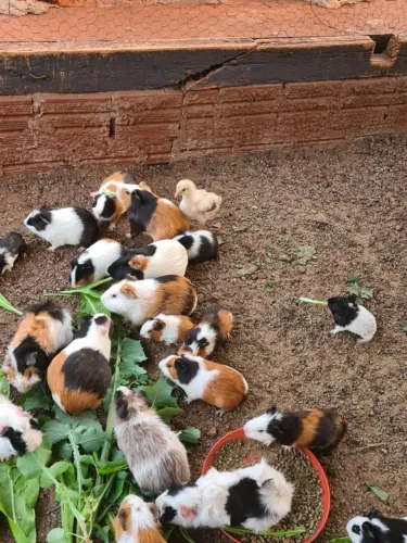 Vendo Porquinho da Índia