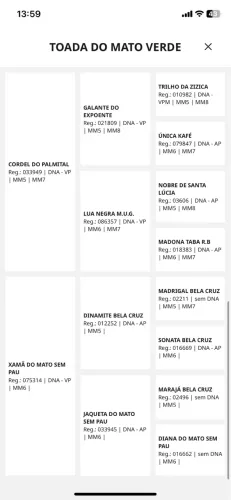 Égua mangalarga marchador
