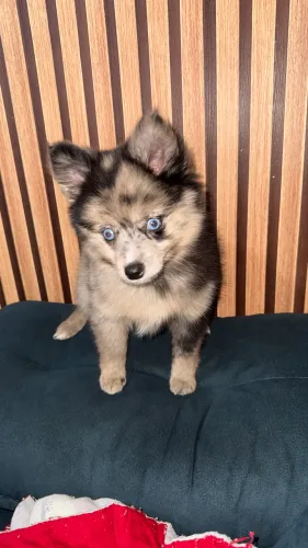 FÊMEA POMSkY