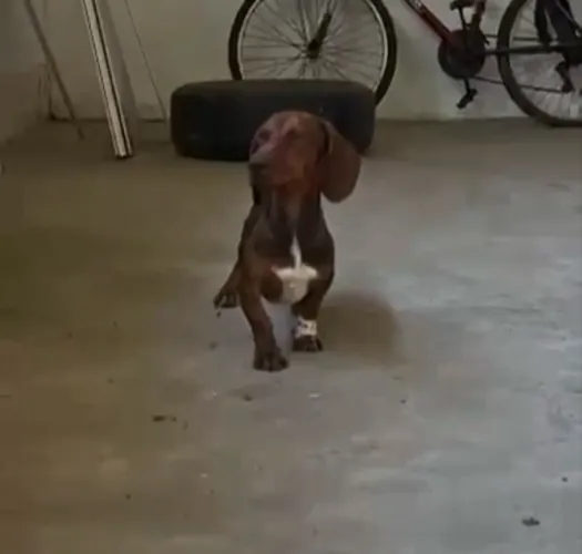 Cachorro salsicha chocolate para sair rápido
