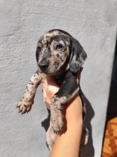Dachshund: Filhotes para Quem Valoriza Companhia e Carinho