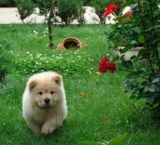 Chow Chow,Chow Chow Filhote Muito Amoroso e Dócil