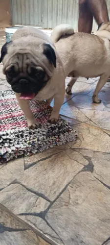 Pug macho 