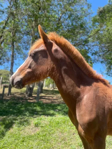 cavalo