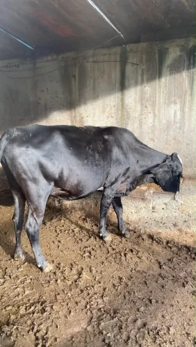 Vaca girolanda pari em dezembro