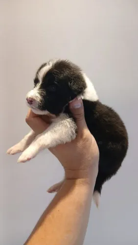 Border collie filhotes disponíveis